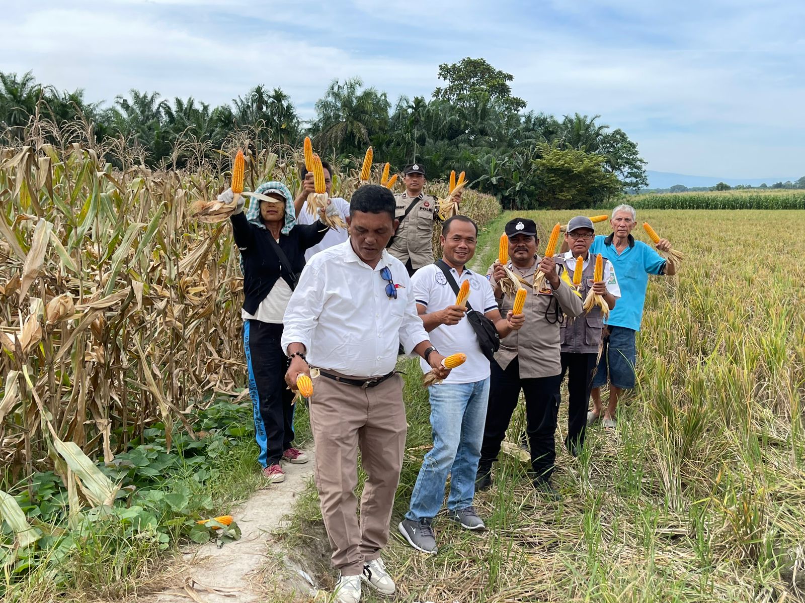HASIL BANTUAN BIBIT JAGUNG DESA